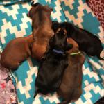 3 Females, 2 Males