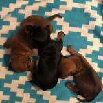 3 Females
