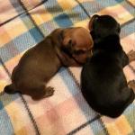 2 Males